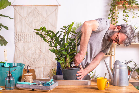 Man removing Zamioculcas Zamiifolia plant from flower pot while standing at home