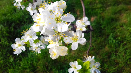 plum blossoms, spring plum blossom, white flowers