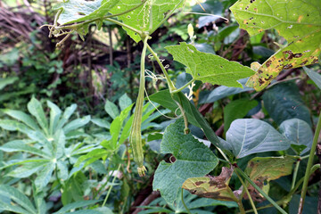 A ridge gourd vine and two ridge gourd pods in the garden