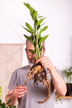 Man holding Zamioculcas Zamiifolia plant while examining roots standing at home