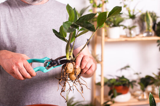 Man cutting Zamioculcas Zamiifolia plant branch with pruning shears while gardening at home