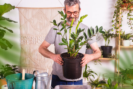 Smiling man carrying Zamioculcas Zamiifolia plant flower pot while standing at home