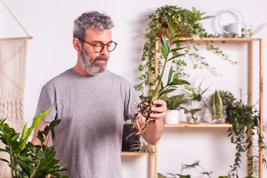 Mature man wearing eyeglasses checking roots of Zamioculcas Zamiifolia plant while standing at home