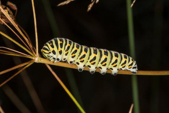 Germany, Bavaria, Chiemgau, Close up of Old World swallowtail (Papilio machaon) caterpillar