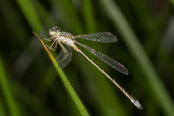 Germany, Bavaria, Chiemgau, Close up of small emerald spreadwing (Lestes virens) damselfly in dew