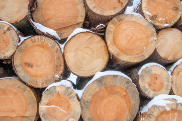 Fototapeta premium Roundwood stack snow-covered with view end face as texture or background