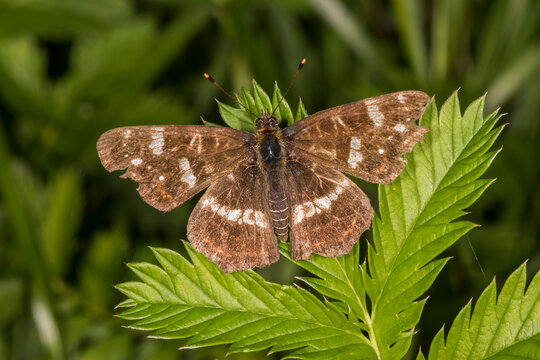 Germany, Bavaria, Chiemgau, Close up of map (Araschia levana) butterfly on leaf