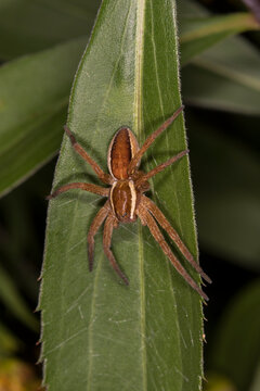 Germany, Bavaria, Chiemgau, Close up of raft spider (Dolomedes fimbriatus) on leaf