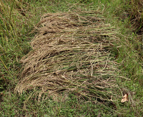 Close up of a bundle of paddy pods on paddy field to collect, this paddy harvested using human labor