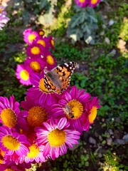 Chrysanthemum flowers and butterfly close up