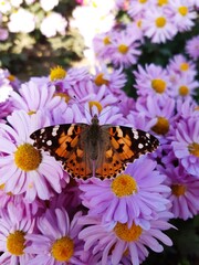 Chrysanthemum flowers and butterfly close up