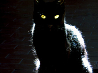 Gato negro