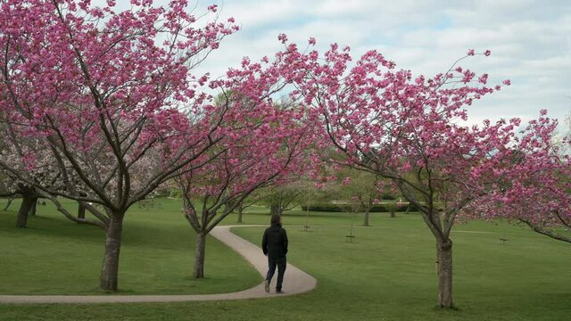 A person taking a photo of fully blooming cherry blossoms in the public park with a mobile phone