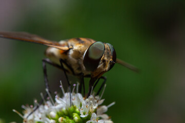 a colorful horsefly sitting on a mint flower