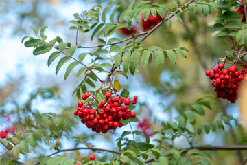 Red berries and green leaves of mountain ash tree branches in a autumn image.