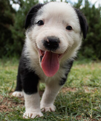 a cute black and white puppy in green grass