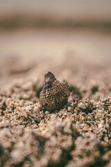 Una foto de un caracol o concha de mar, perfecto para wallpapaper o para publicidad que tenga que ver con viajes
