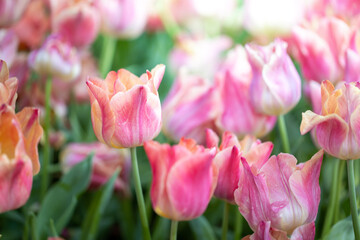 Beautiful bouquet of tulips. colorful tulips. nature background