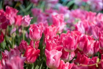 Beautiful bouquet of tulips. colorful tulips. nature background