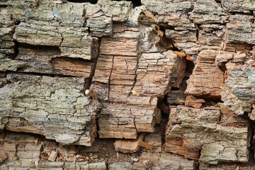 Decaying tree trunk for wildlife