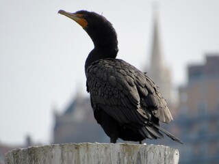 Double Crested Cormorant 