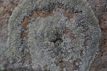Zoomed in photo of moss on rock in the month of March in Utah. This is right before spring. 