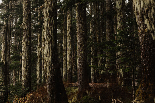 Tall trees on a foggy hike on Vancouver Island in BC
