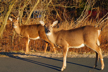 Wild deer on the side of the road in the Sandy Hook Gateway National Recreation Area park in New Jersey, United States