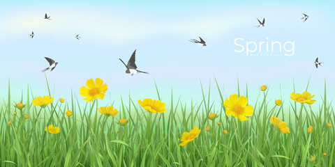 Fototapeta na wymiar Spring background with flower meadow and flying swallows