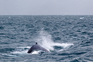 Humpback Whale Sword Fin