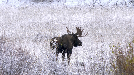 bull moose walking in a snow covered meadow at yellowstone