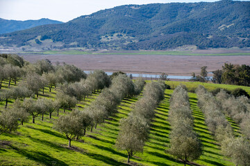 Landscape of an Olive grove in Sonoma County, California.