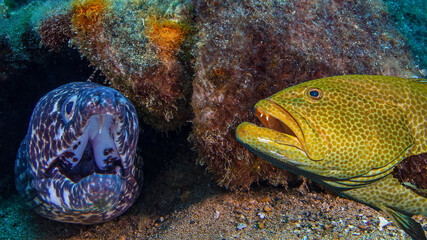 grouper and moray