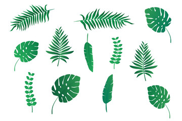 Collections of palm and tropical plant leaves isolated on white background for design. Flat vector illustration
