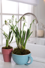 Beautiful potted snowdrops on countertop in kitchen