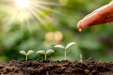 Plant maintenance and water the seedlings that grow in order of germination on fertile soils, concept of water and water the plants.