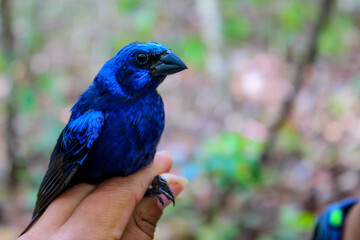 Cyanocompsa parellina blue bird in hands detail