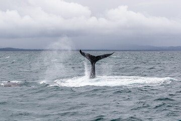 Naklejka premium humpback tail