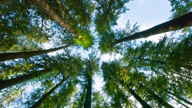 Tall tree forest low angle shot