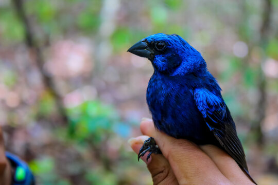Cyanocompsa parellina blue bird in hands detail