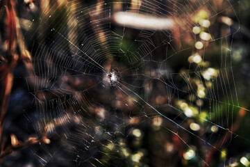 Spider in the web