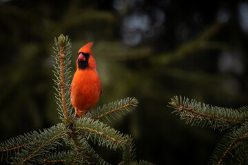 Cardinal bird on pine