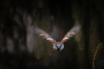 sparrow flying toward camera