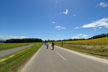 Riding a sunflower field by bicycle