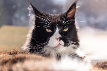 Black and white maine coon cat