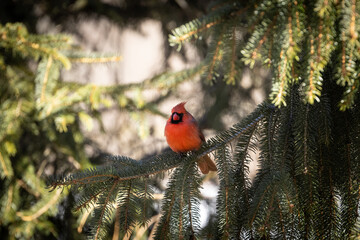 Cardinal in pine