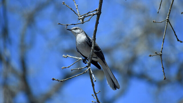 Northern Mocking Bird resting on a branch