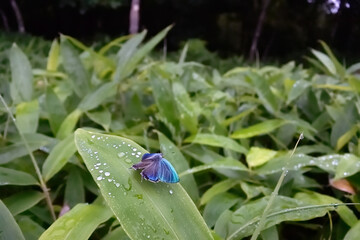 ジョウザンミドリシジミの飛翔（北海道・鶴居村）
