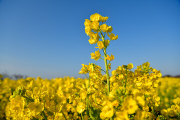 菜の花畑