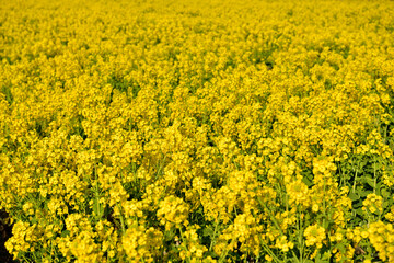 菜の花畑